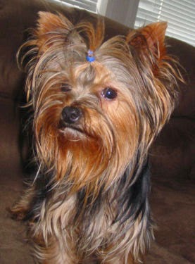 meat flavored dog toothpaste