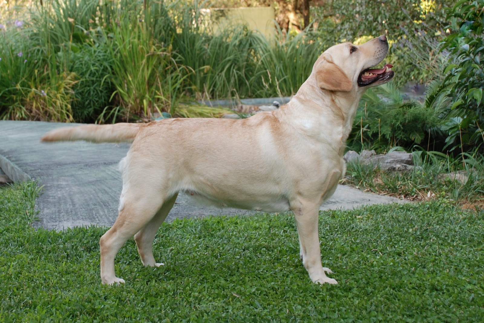 How Heavy Is A Fully Grown Labrador at Harold Hermosillo blog