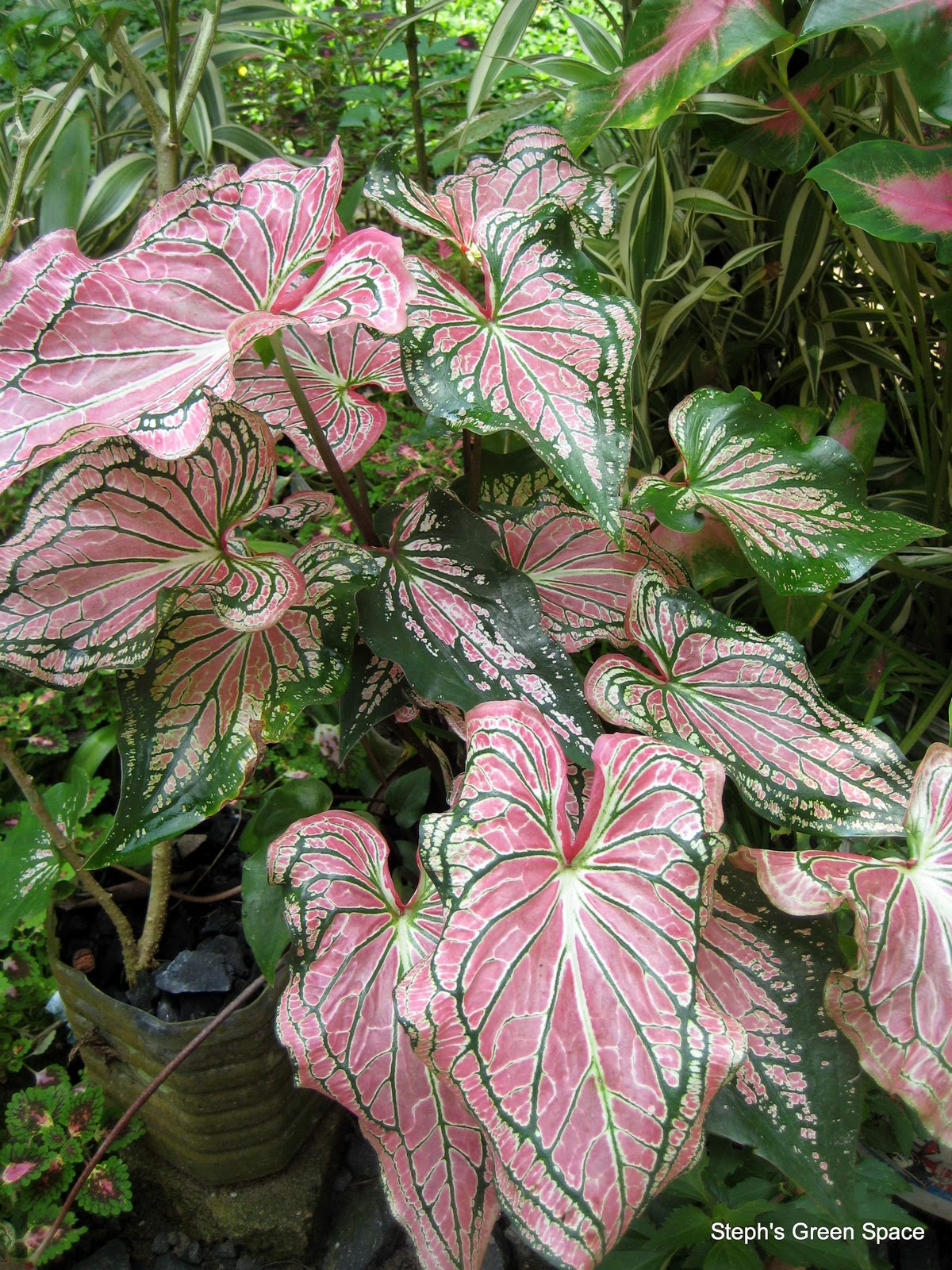 MY PLANT FINDER Plant Guide Caladium x hortulanum