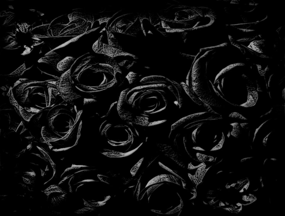 Black Rose HD Wallpapers Black Rose HD Wallpapers