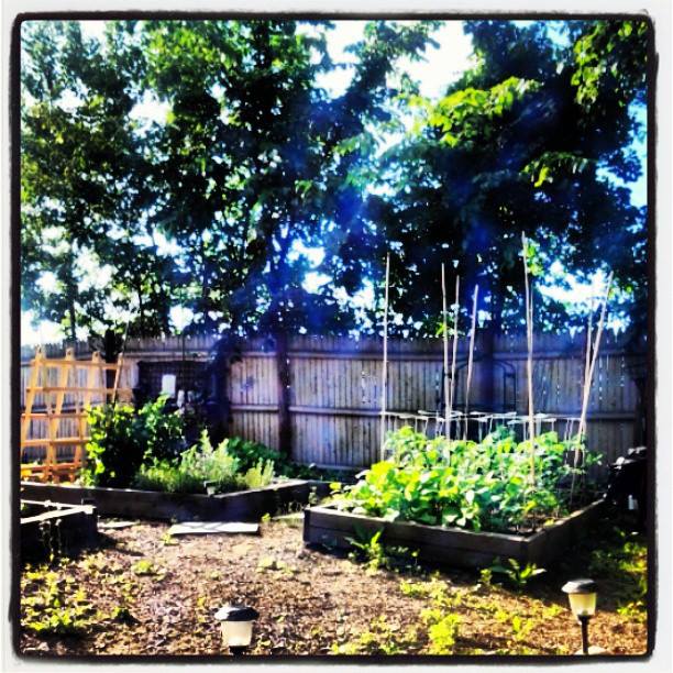 Sunday Morning Banana Pancakes Backyard Gardening June