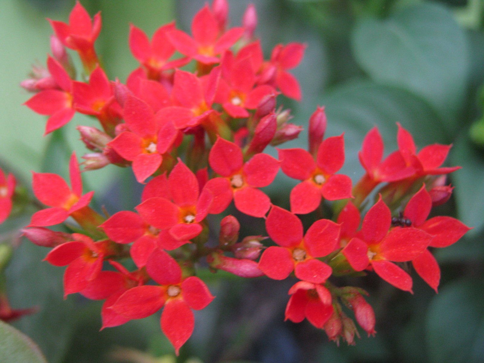 Biz Infomatics Tourist spots, Events, Foods in the Philippines