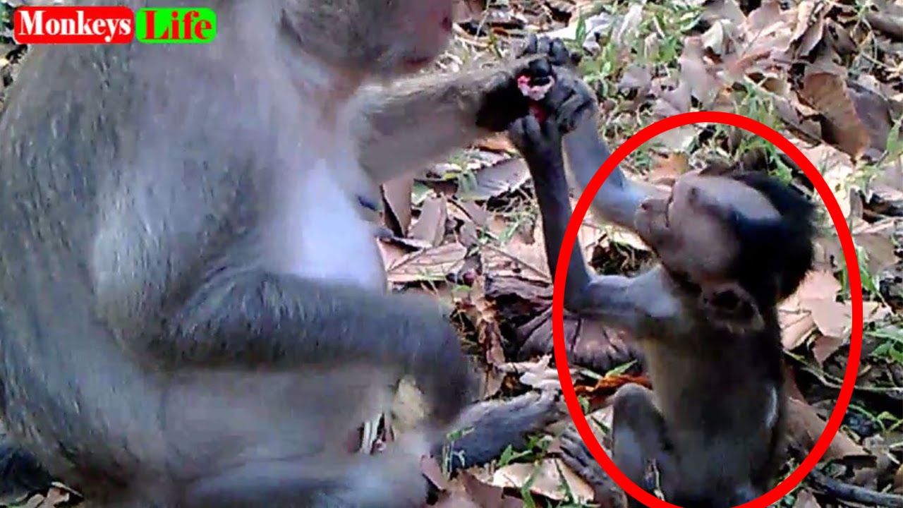 Poor baby monkey grab fruit from monkey mom - Monkeys Life Part 70