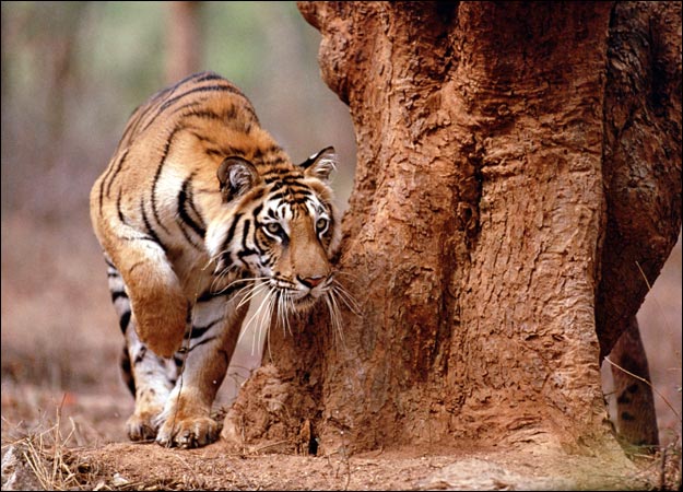 save nature animal: Color Variation of Tiger