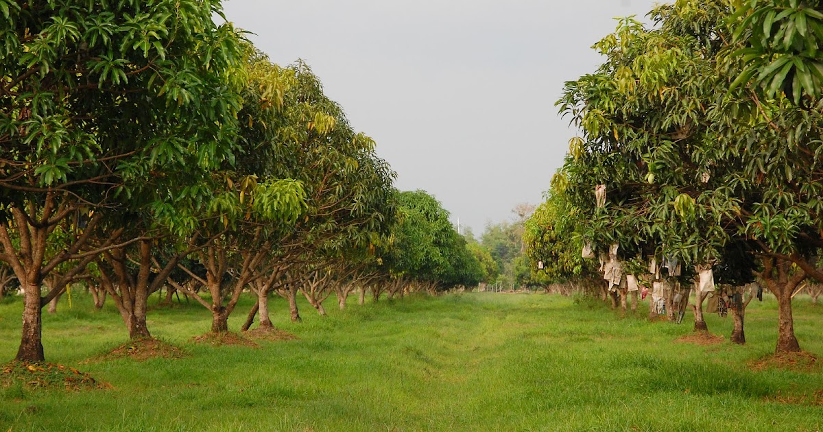 START TO FINISH TRAVEL BLOG Pick and Pay at Rosa Farms in Zambales