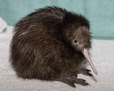 Kiwi Pet