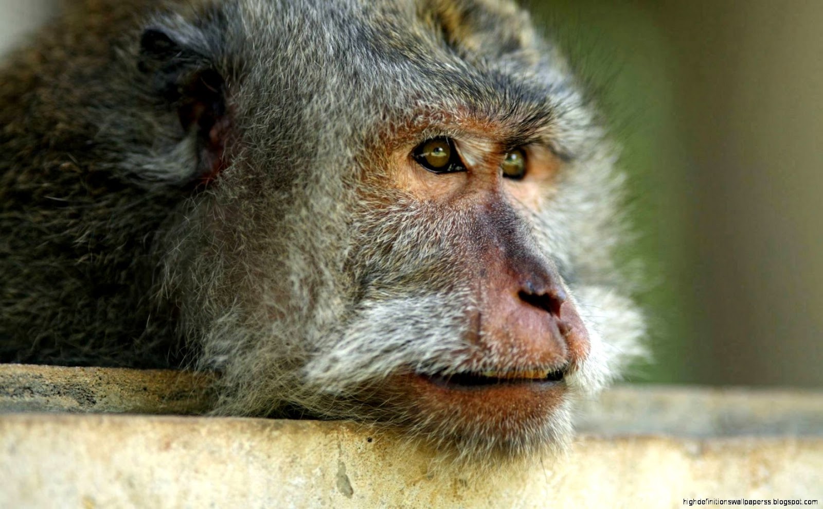 Monkey Funny Animals Monkey Funny Animals