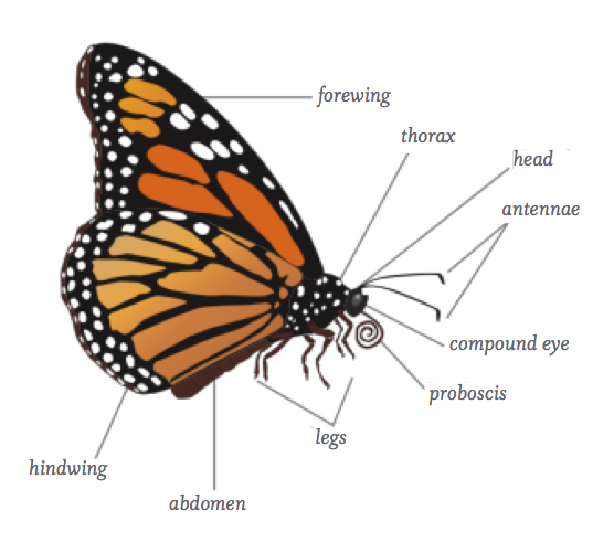 diagram of a butterfly tropical rainforest butterflies moths and pollination diagram of a butterfly tropical rainforest butterflies moths and pollination