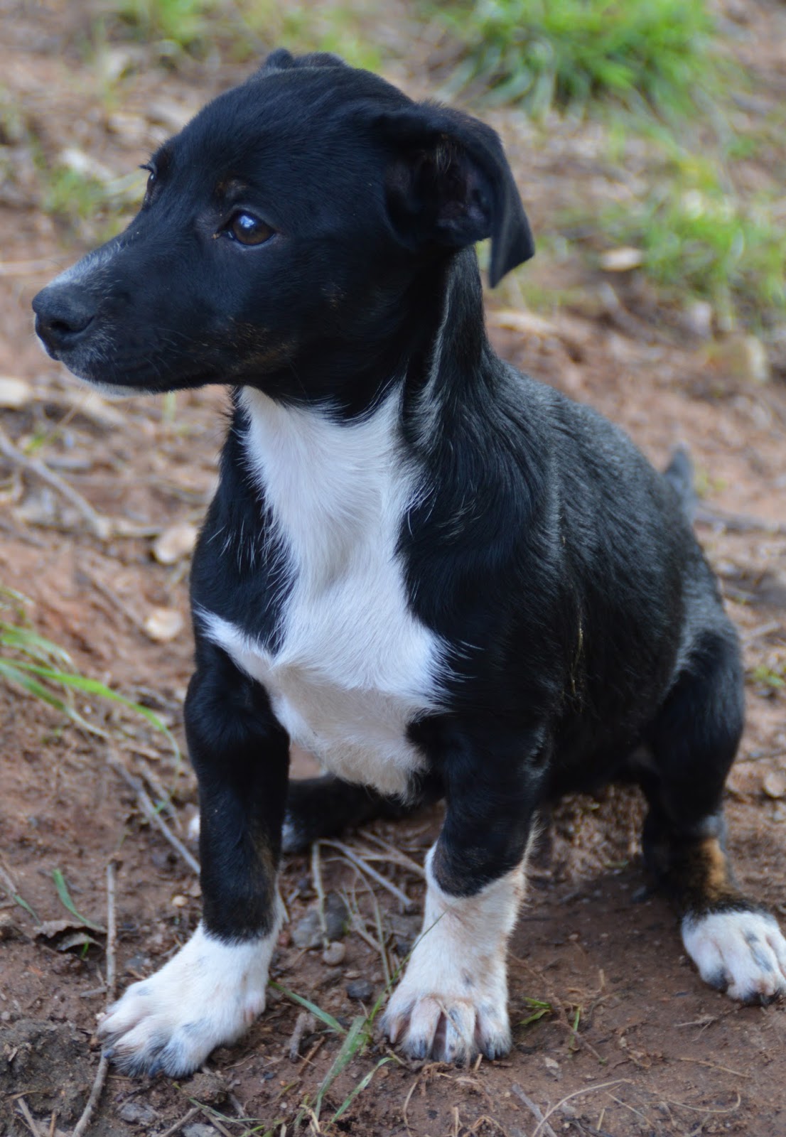 Hunde aus ZentralPortugal adoptieren Pocahontas