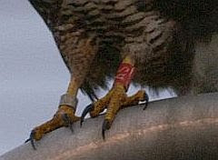 Kleurring buizerd