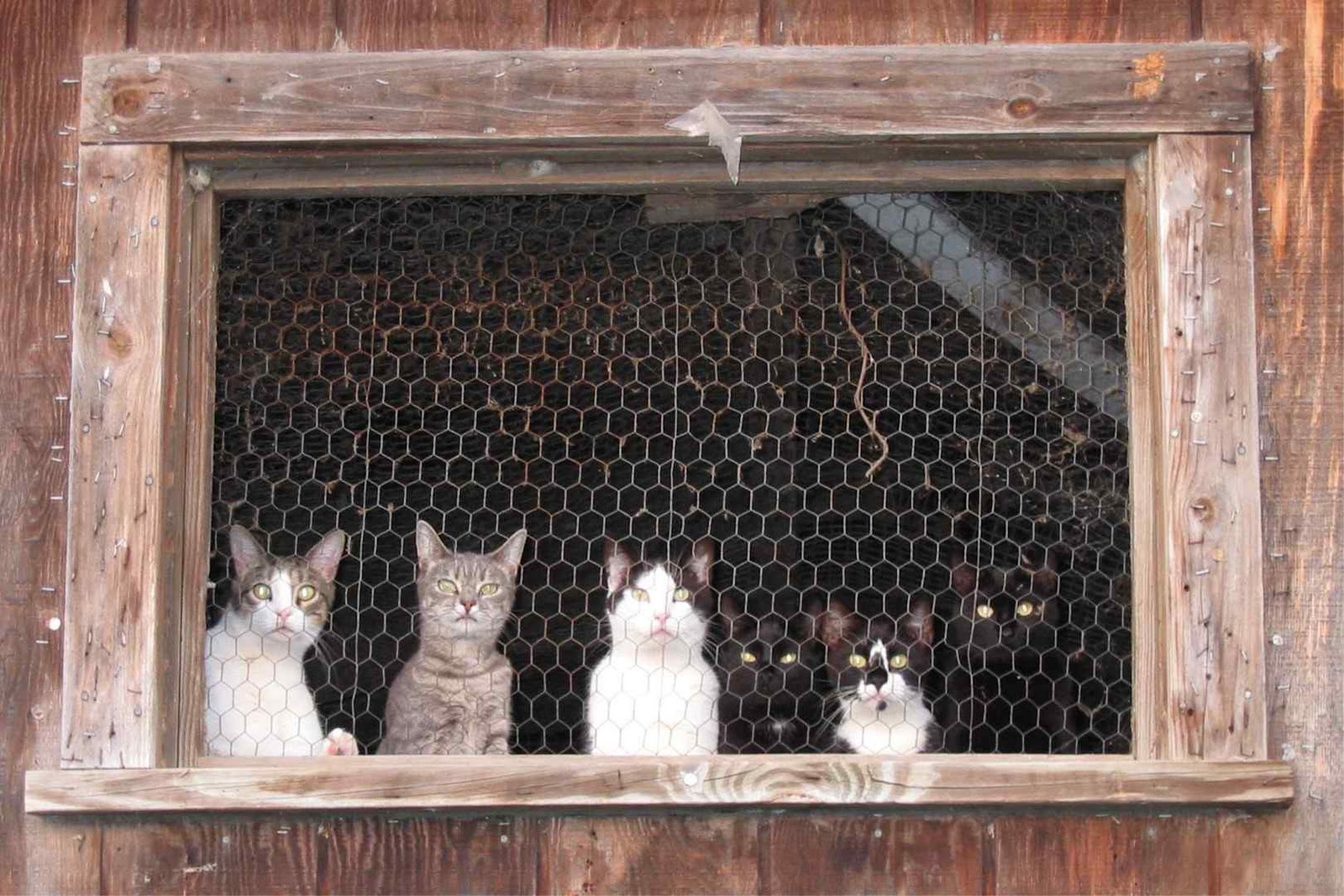 Living the Dream Barn cats