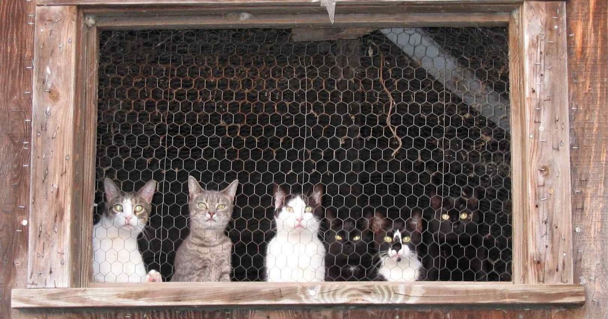Living the Dream Barn cats