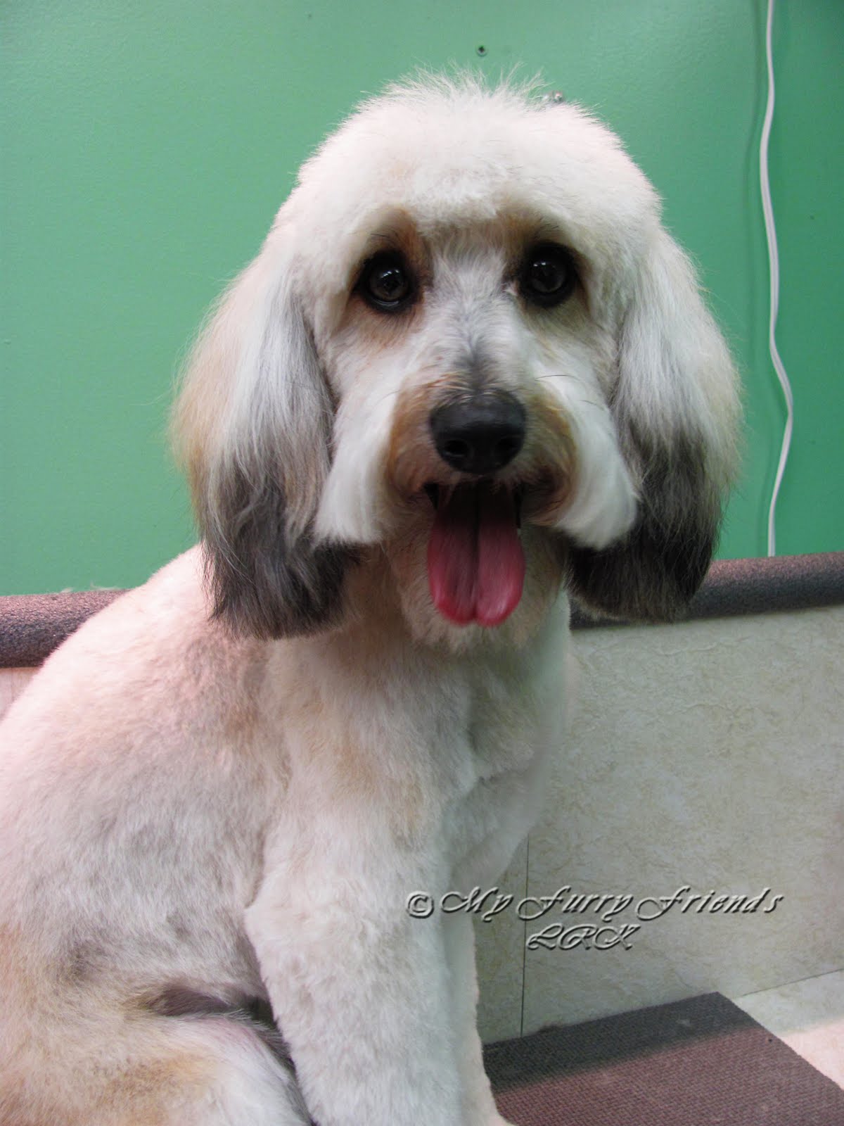 Pet Grooming The Good, The Bad, & The Furry Grooming Dangerous Dogs