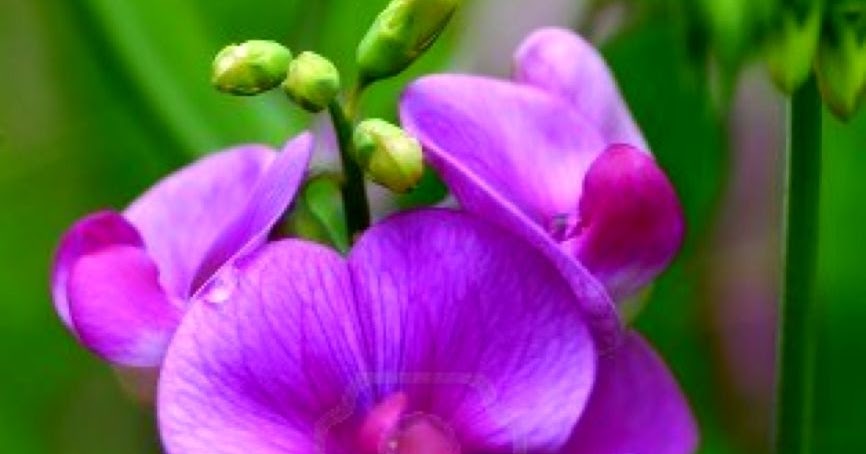Sweet Pea Flower | HD Wallpapers Plus