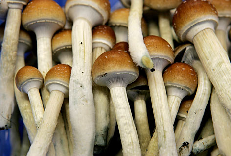 Irish Mushrooms