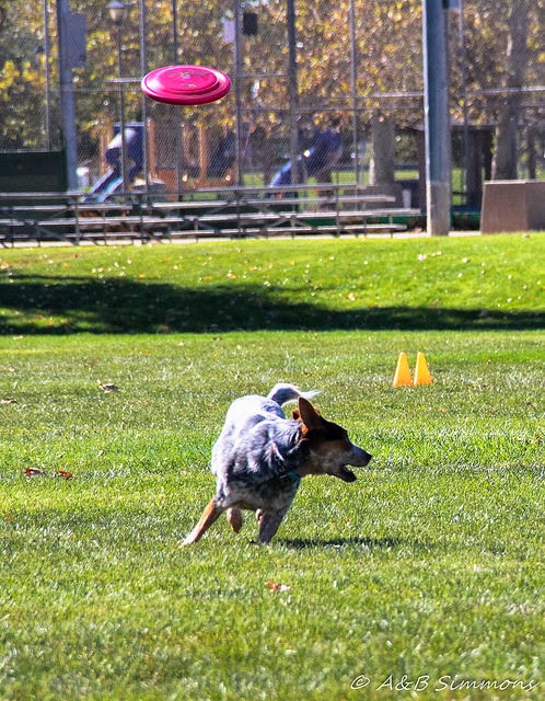 Toss and Fetch, disc dog event, Disc Dogs of the Golden Gate event