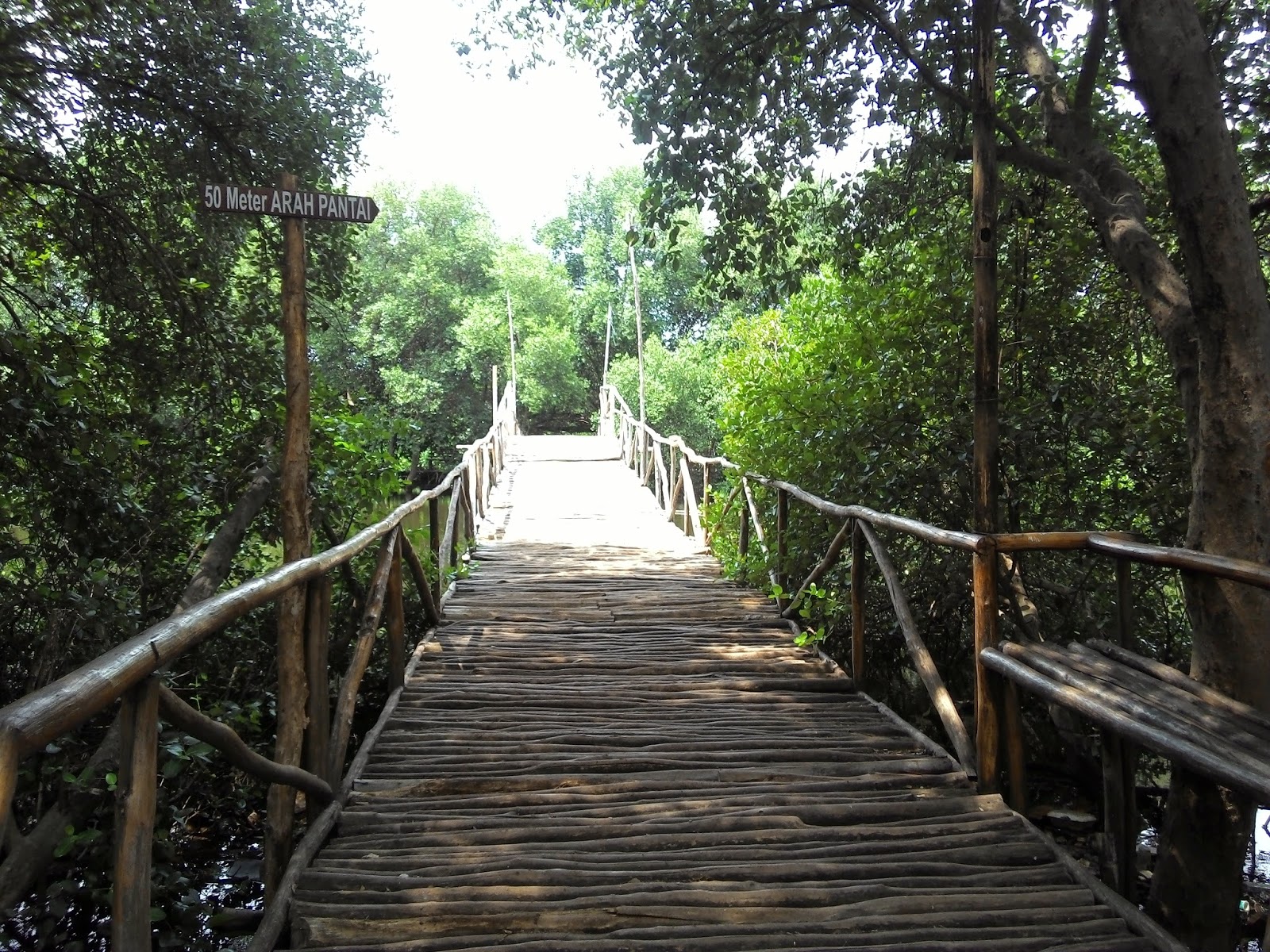 Review Taman Hutan Mangrove PIK Tempat Asik Liburan