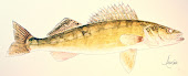 Walleye