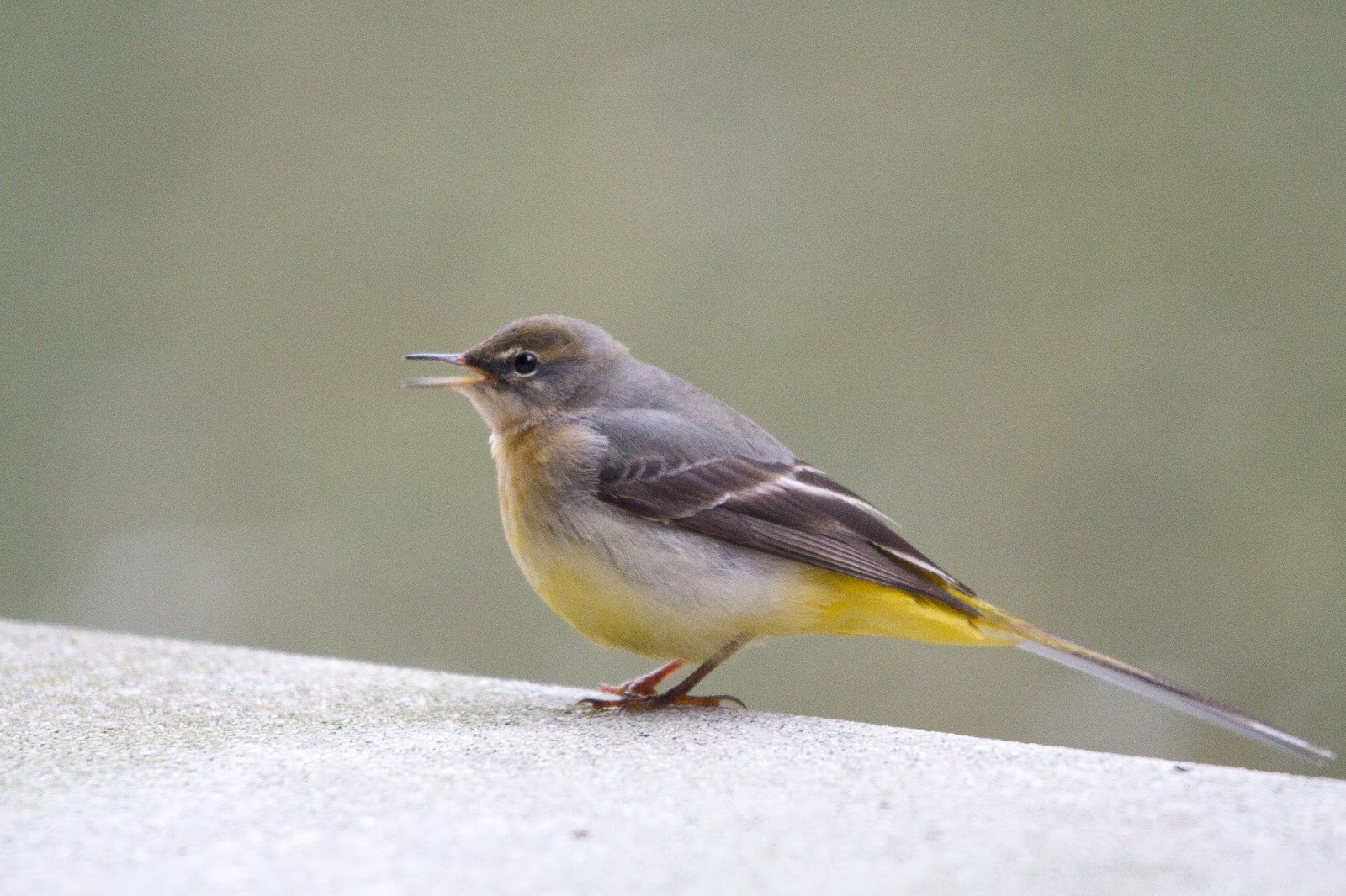 Urban birds Joshua Burch Wild Images