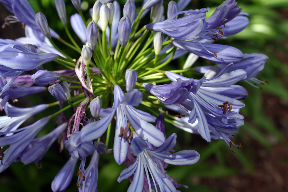 The Rainforest Garden Agapanthus, the Lily of the Nile