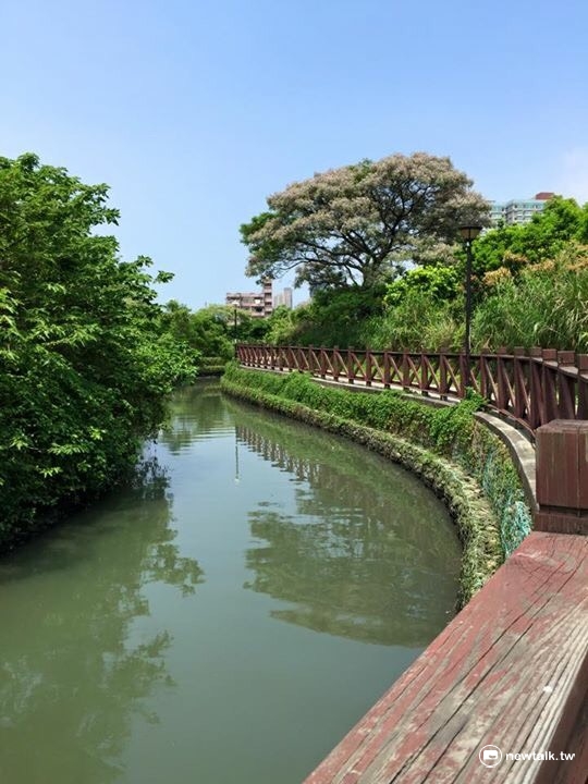 櫻花謝後,浪漫的紫色苦楝花就要登場了! 櫻花謝後,浪漫的紫色苦楝花就要登場了!