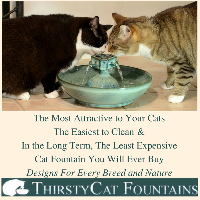 Cat Chat With Caren And Cody A Cat and his iPadSemiWordless Wednesday