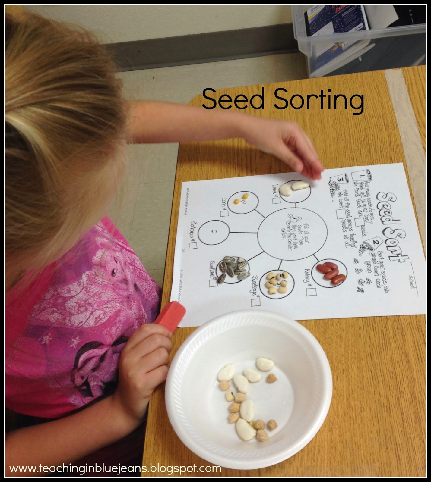 More Handson Seed Fun!
