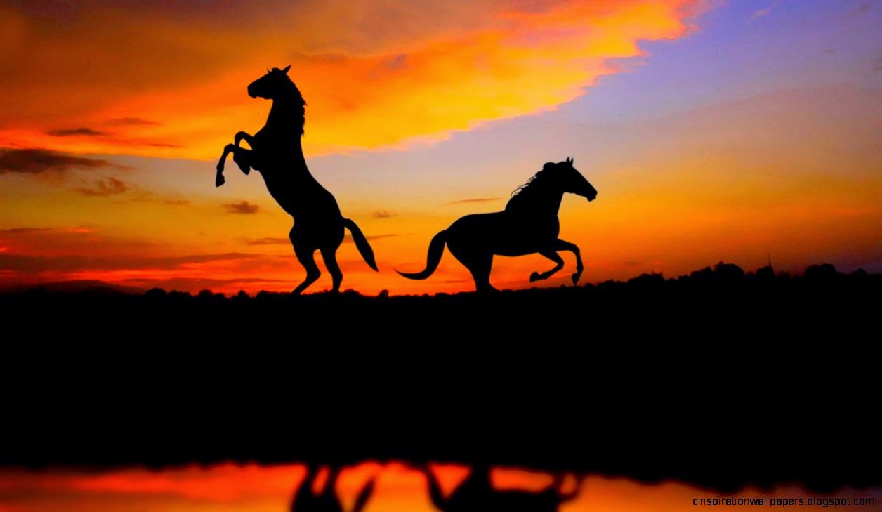 Sunset Horse Image Desktop Wallpapers on Animals Wallpapers Sunset Horse Image Desktop Wallpapers on Animals Wallpapers