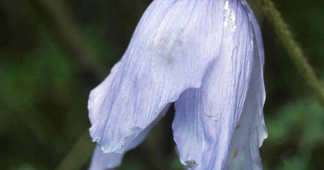 Meconopsis World A Visual Reference Meconopsis x Cookei Photos In