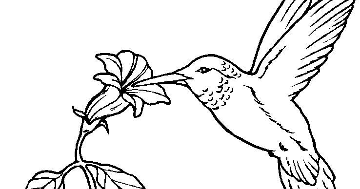 Various Types Of Bird Coloring Pages 2