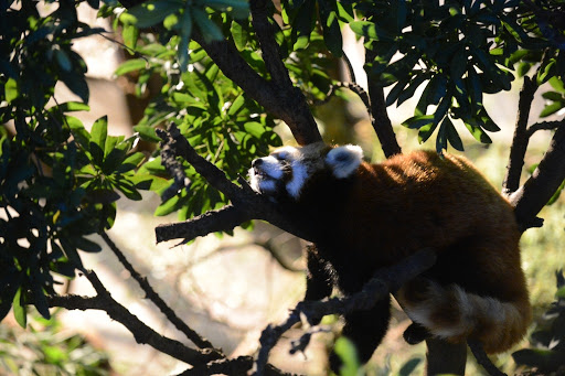 20150811-DSC_5475B.jpg 20150811-DSC_5475B.jpg