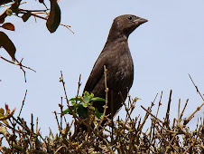 Fauna Bacia Taquari-Antas- Fonte: Aepan-ONG - Série: Aves