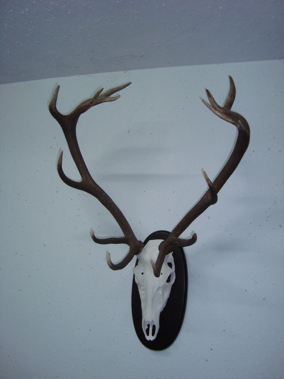 cuero & cuernas cuernas de ciervo