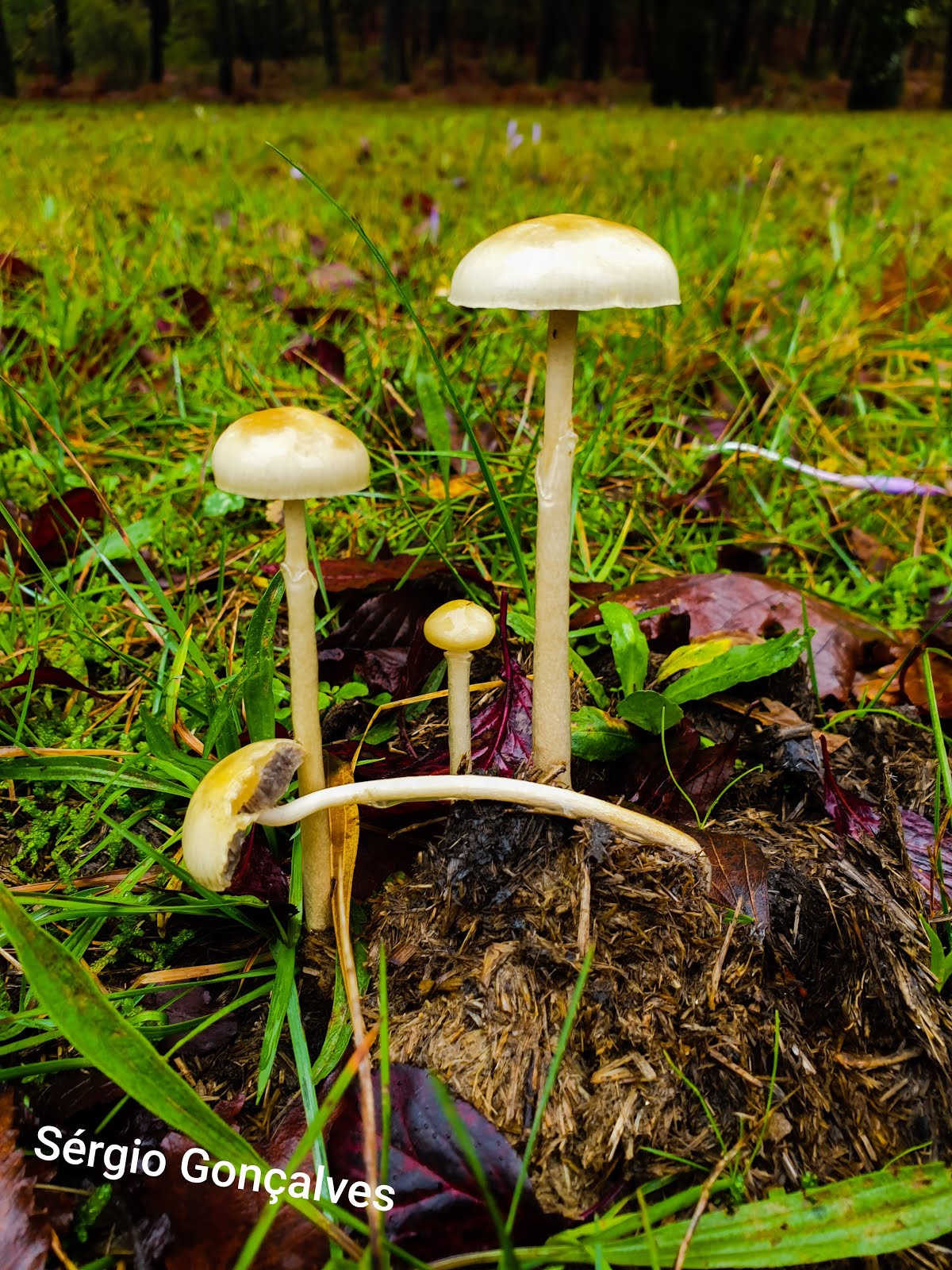 Psiloybe Cubensis