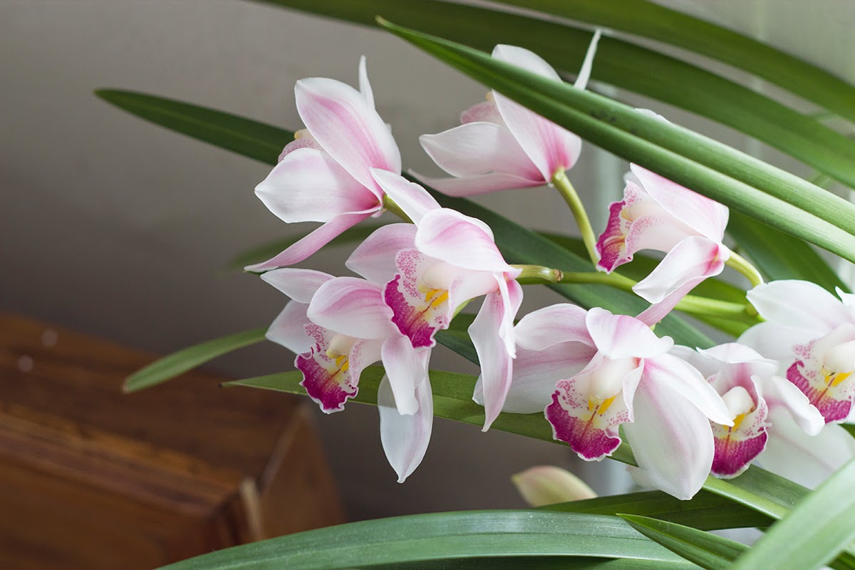 chinese new year orchid