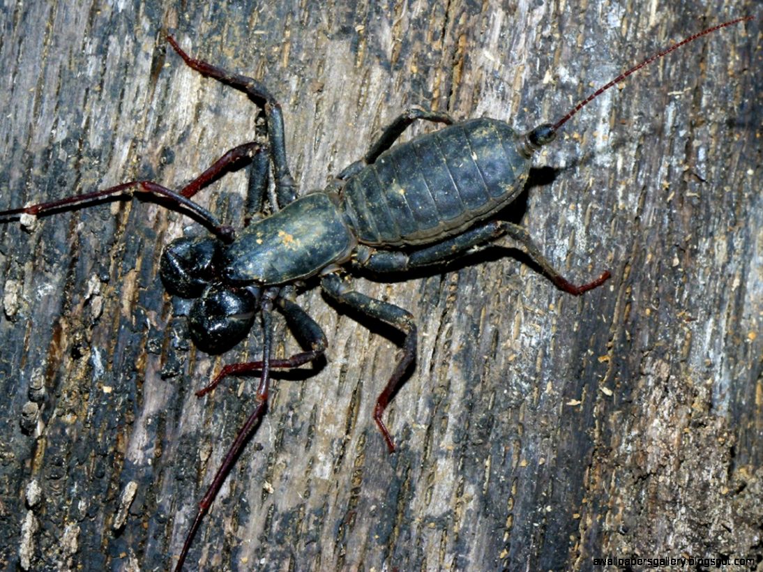 New Mexico Scorpion Spider New Mexico Scorpion Spider