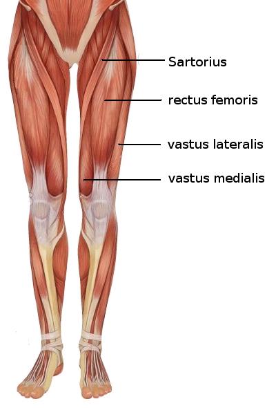 So here are those four muscles, from the front view.-3.bp.blogspot.com