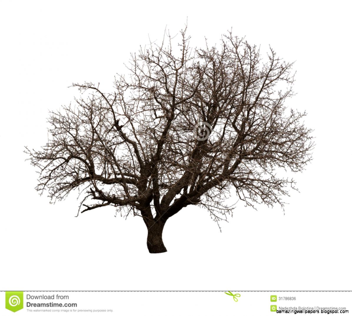Bare Tree Isolated Over White Royalty Free Stock Image Image Bare Tree Isolated Over White Royalty Free Stock Image Image
