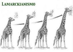 evolución de las jirafas según las Lamarck