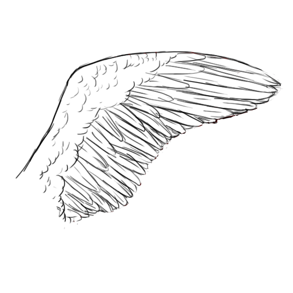 How To Draw Wings Draw Central