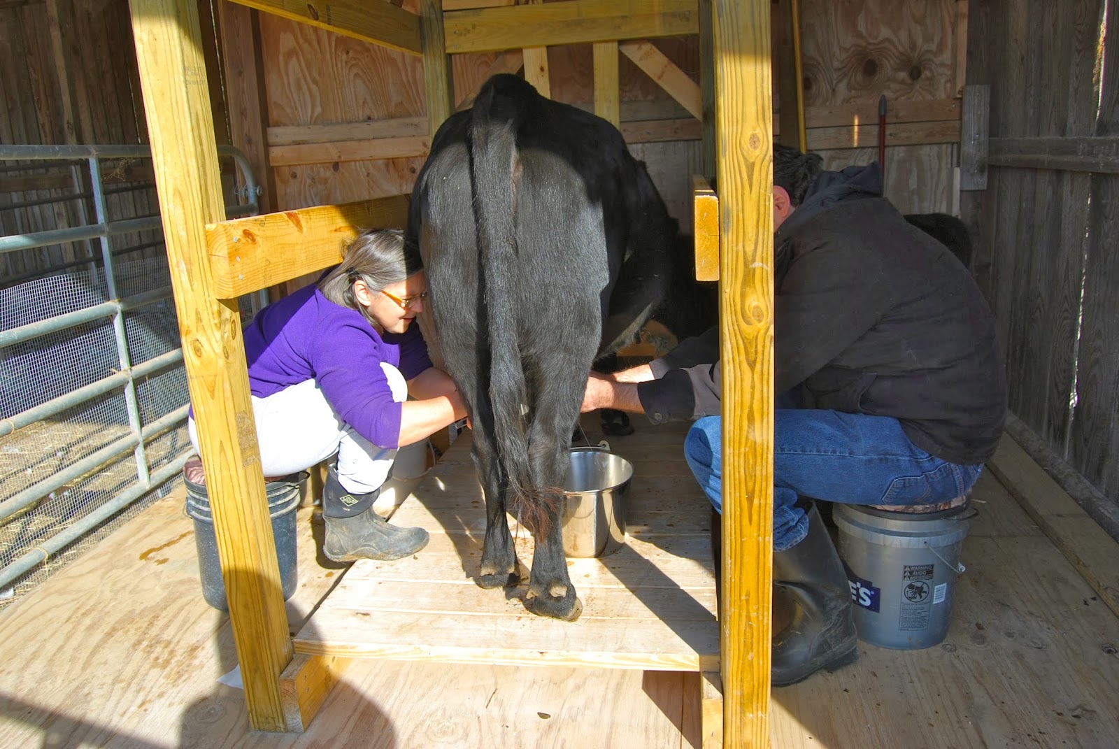 Adventures on Zephyr Hill Farm JeanMarc the Dexter Dairy Man