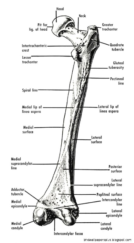 Anatomy of Femur Knowledge Anatomy of Femur Knowledge