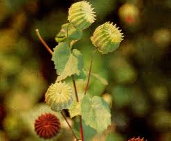 Cây cối xay tăng tinh dịch