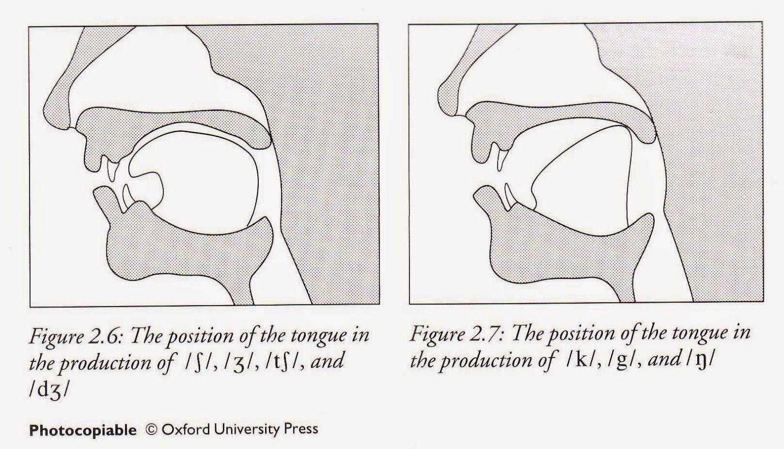 Language Matters: The Stress-timed Rhythm of English