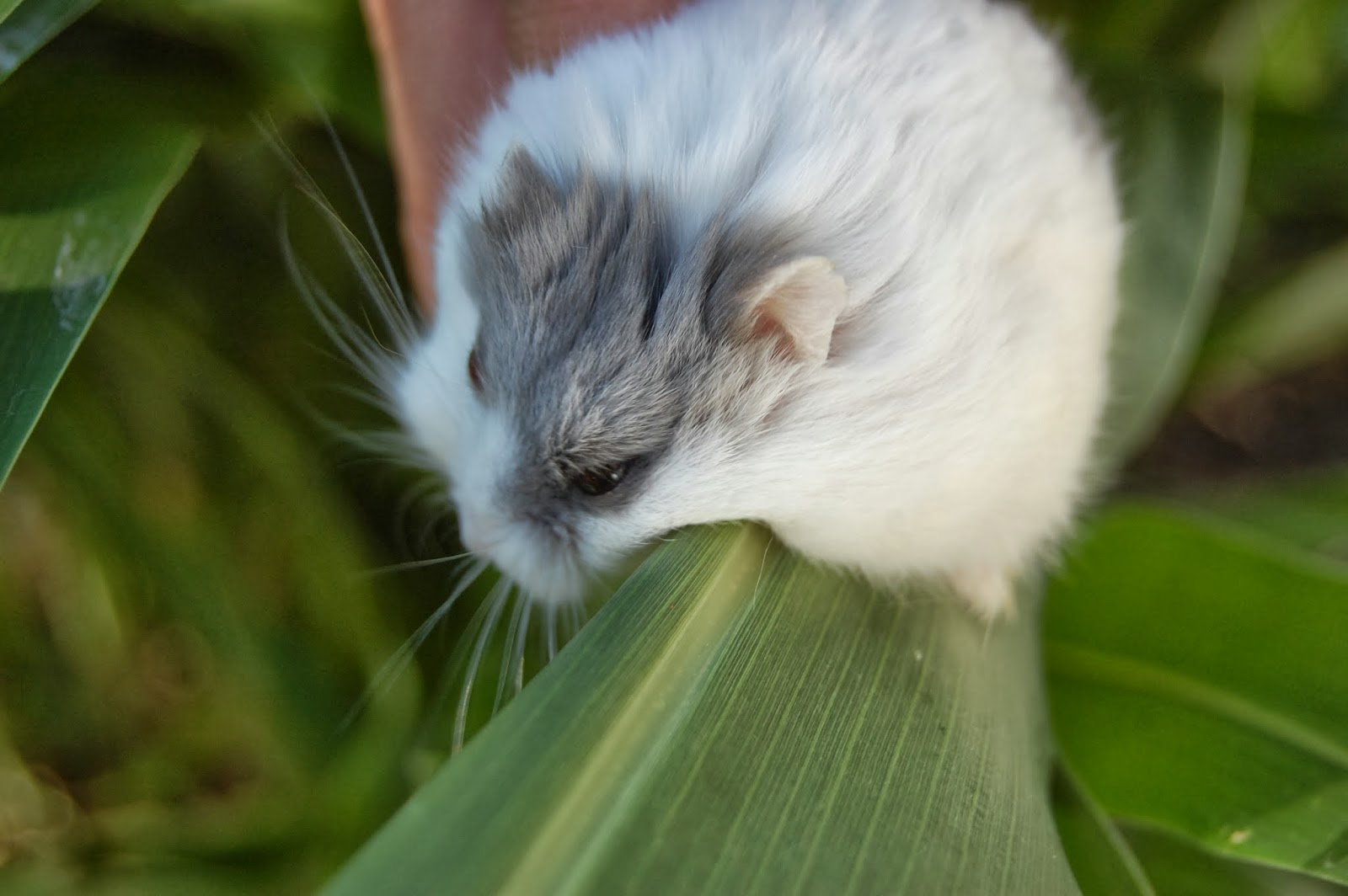 Texas Rebel Girl Hamster Plant?