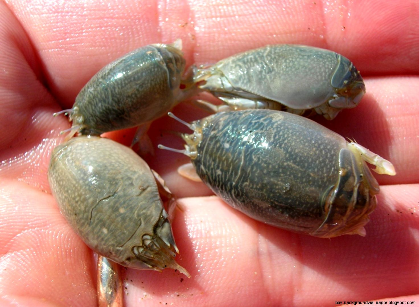 Sand Dwellers California Sea Grant Sand Dwellers California Sea Grant