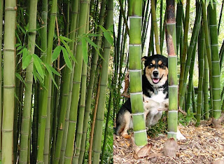 How to Start a Own Bamboo Plantation Business
