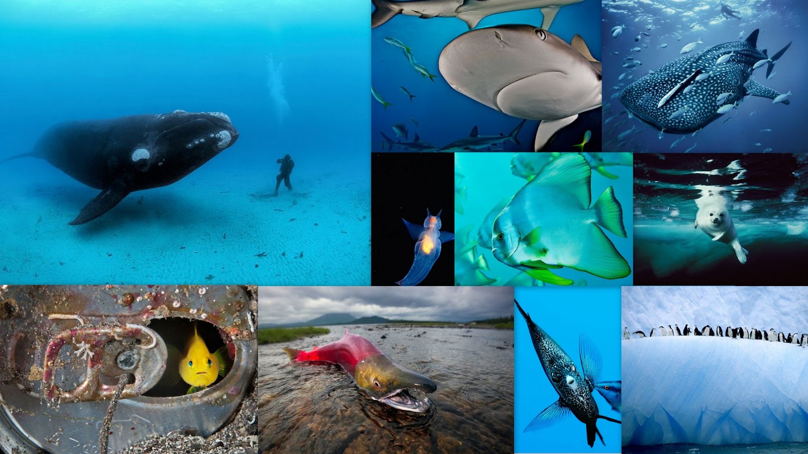 Marine Biom Marine Biome Plants