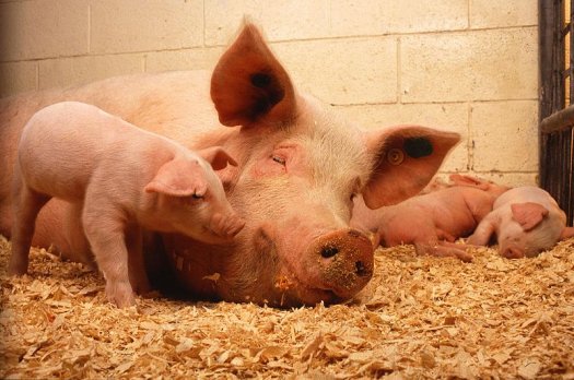Livestock: Pig | Fun Animals Wiki, Videos, Pictures, Stories