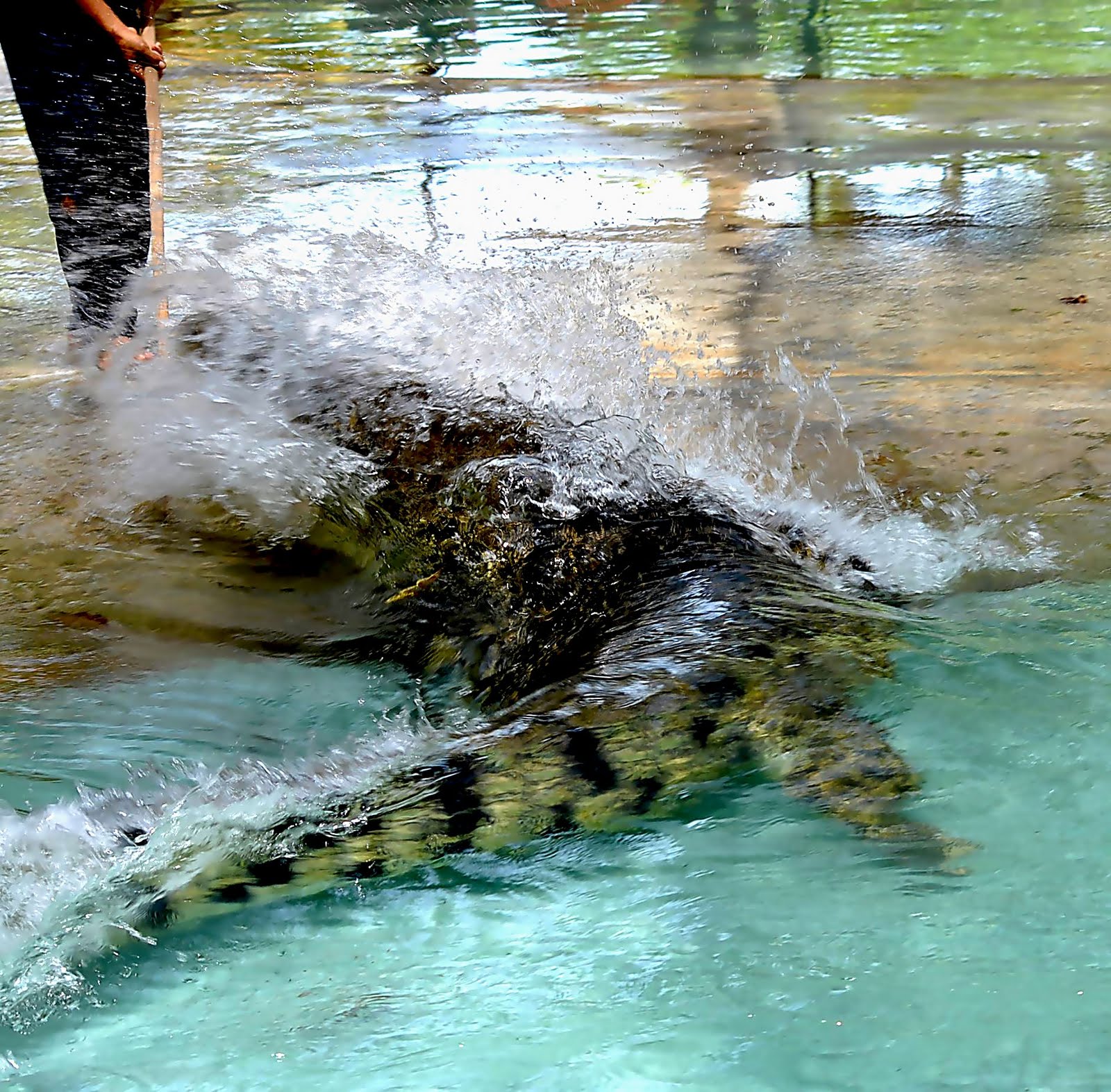 Alligators Mating
